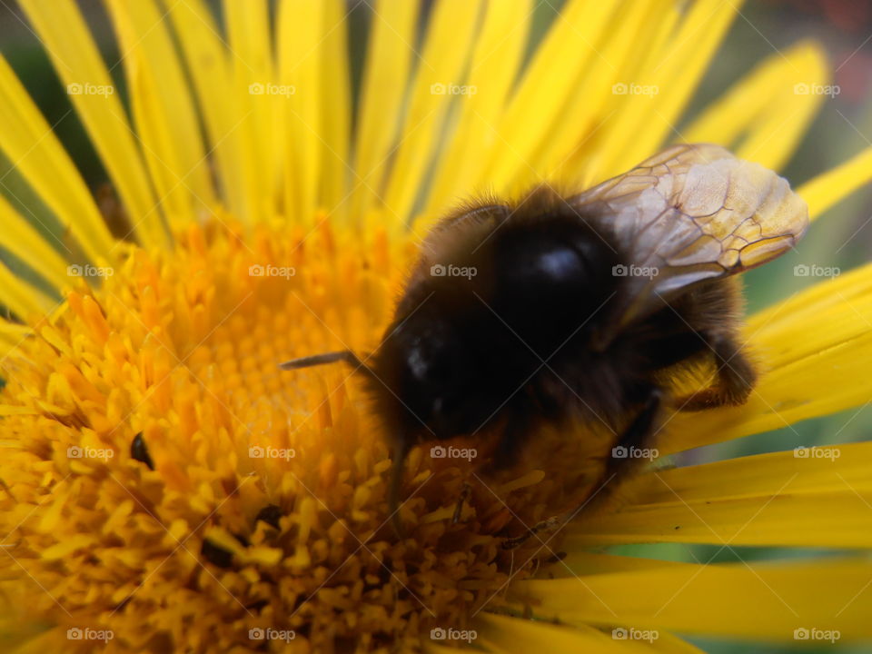 Bee Gathering Nectar