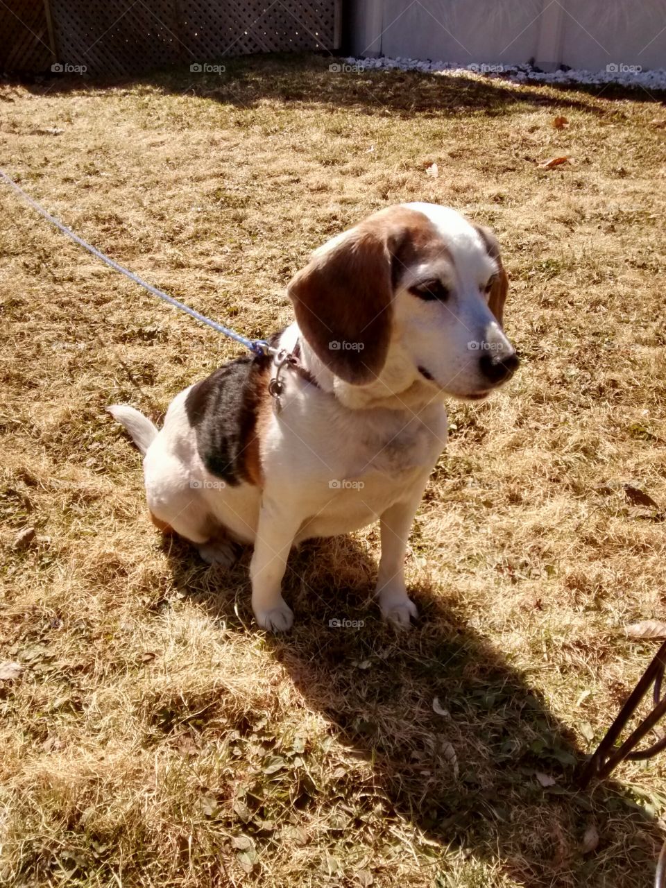 Beagle dog in sun