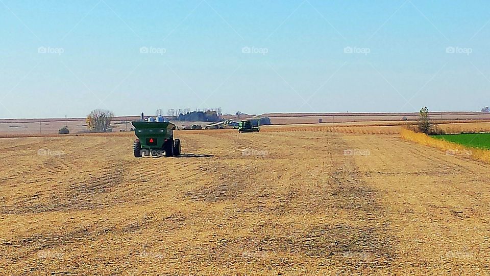 harvest time