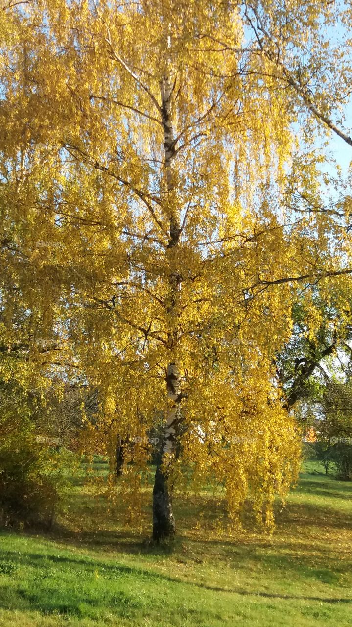 beautiful fall tree under morning sun
