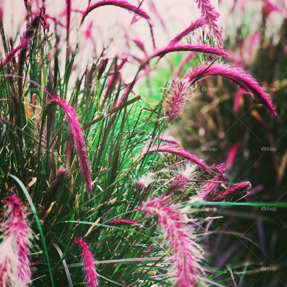 Flowers In The Field, Wild Flowers, Pretty In Pink, Floral Portrait, Nature Closeup 