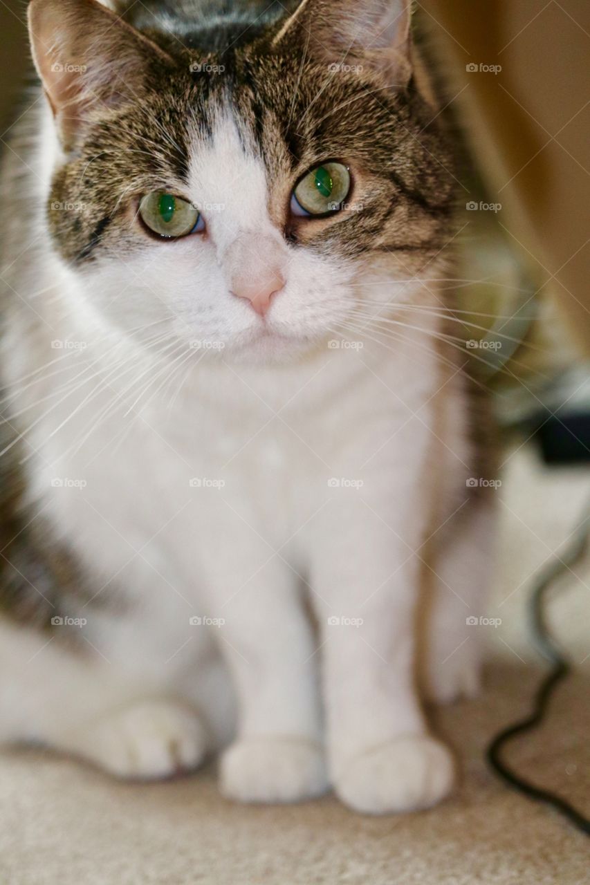 Green eyed tabby cat with white chest and paws, full front body closeup image 