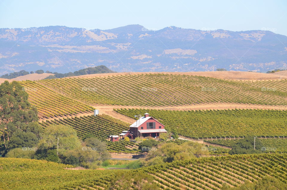 Reasons to FALL in L❤VE... with Autumn. The Fall Harvest! Late summer to early fall is a busiest season for the countless of breathtaking vineyards in beautiful Wine Country. You must visit! Meet ME Here! 😙