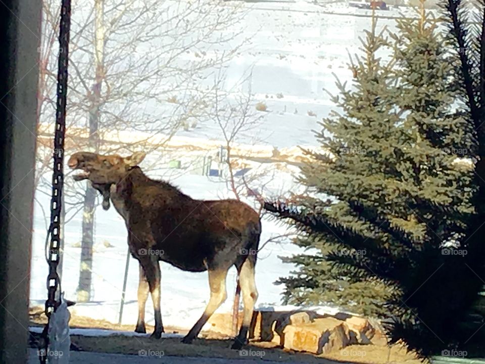 Moose munching on tree branches 