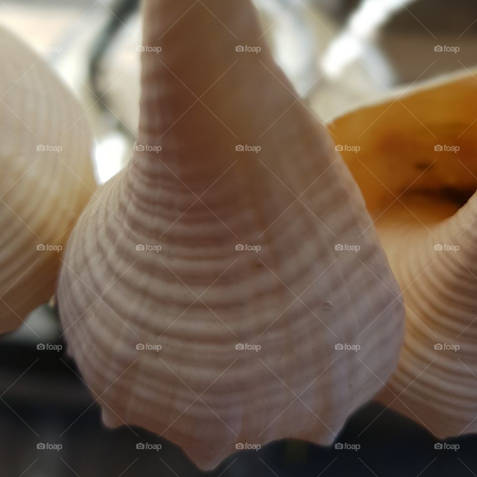 shell texture