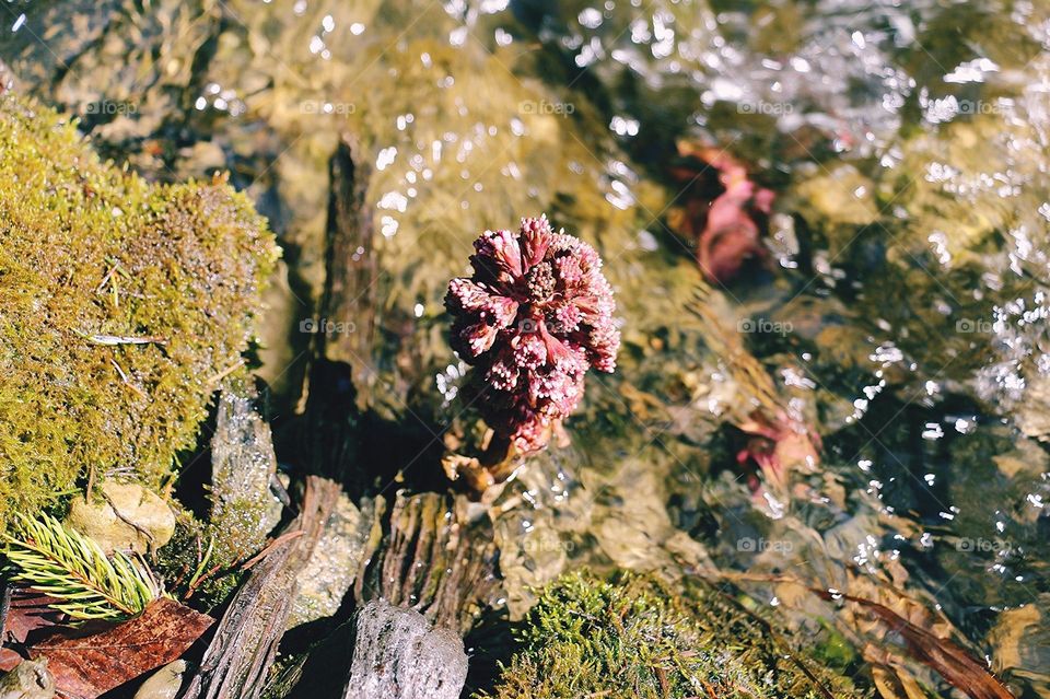 Mobile Series: Plants