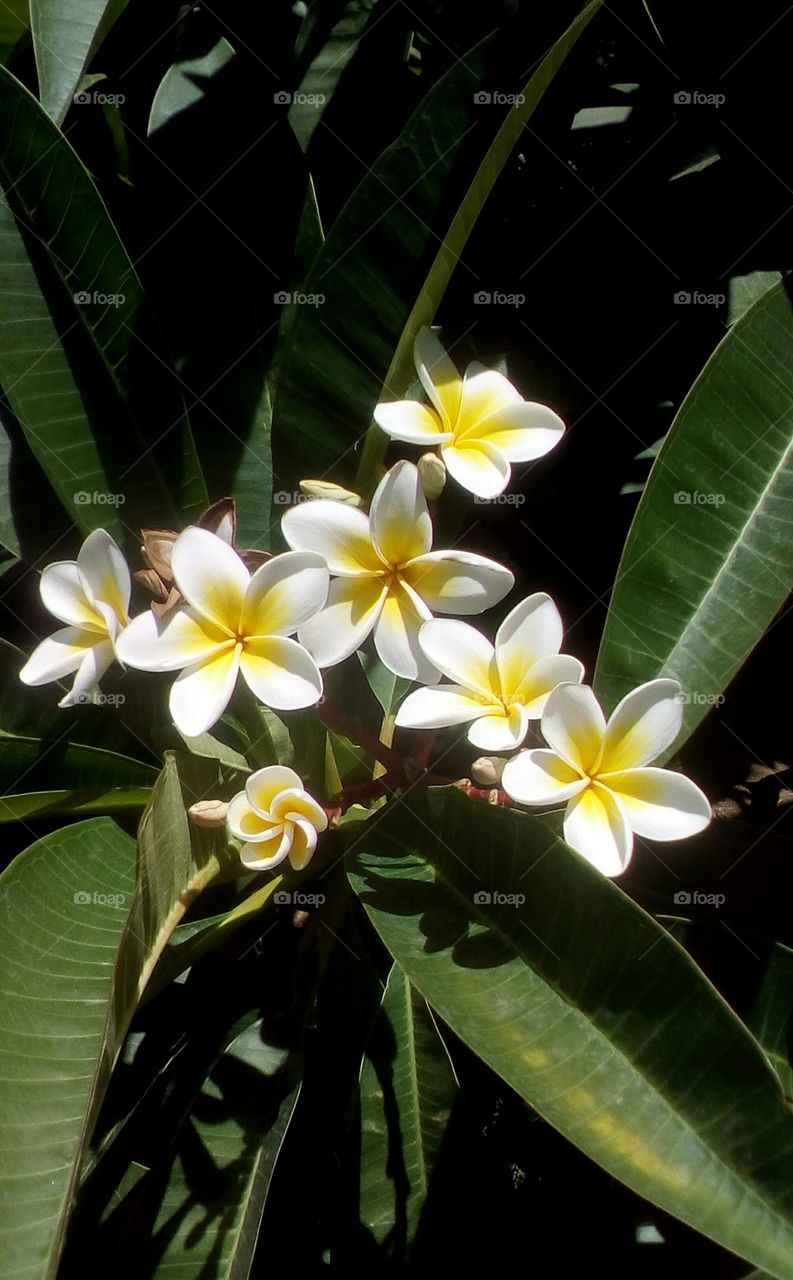 Blooming tropical exotic Plumeria flowers surrounded by green leaves.
It is a bouquet of white beautiful flowers with yellow center that hanging in 
Plumeria tree in sunny day of july