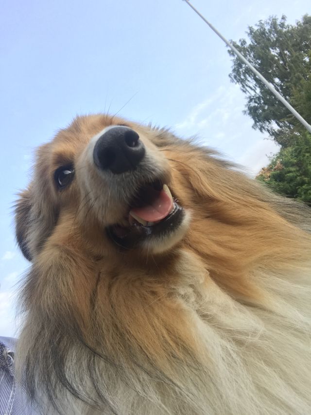 Shelty