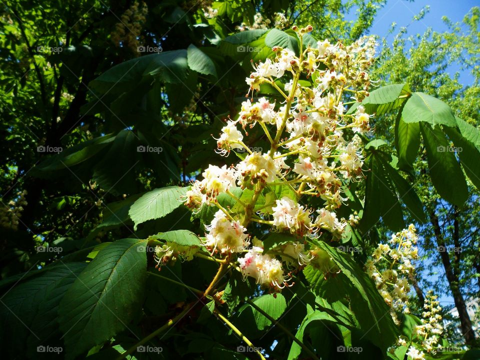 Chestnuts blossom in Kiev