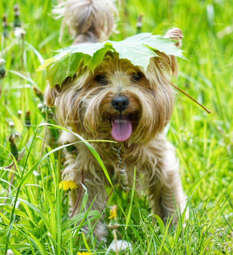 Dog, Cute, Grass, Little, Animal