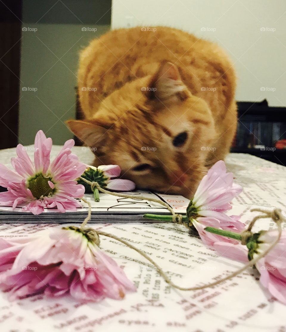 Cat vs flowers 