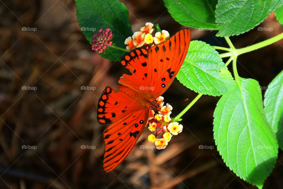 Orange butterfly on flower