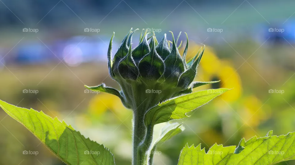 Unopened sunflower bud