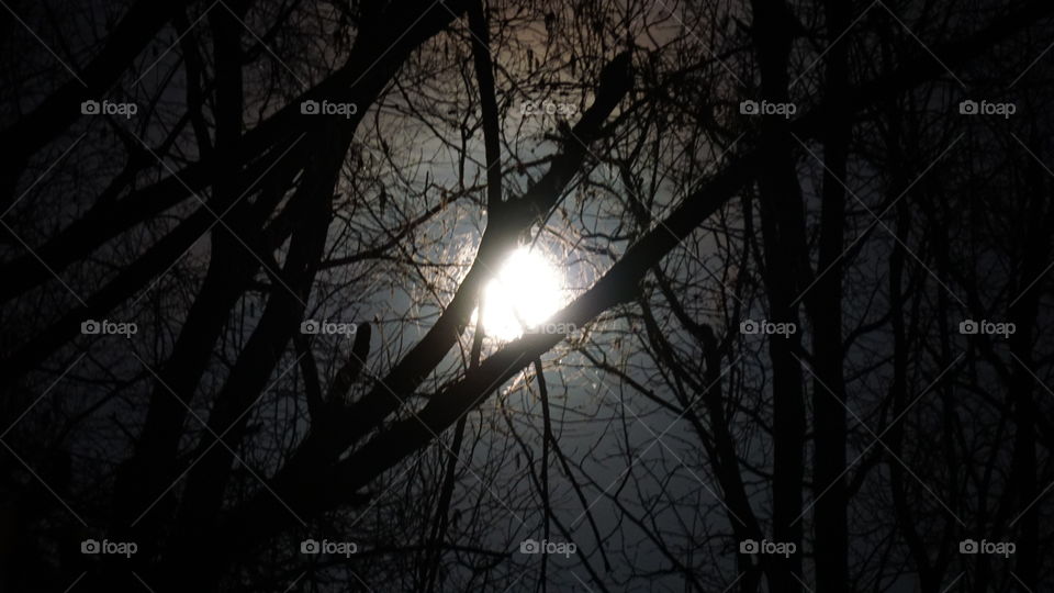 Moon light through trees