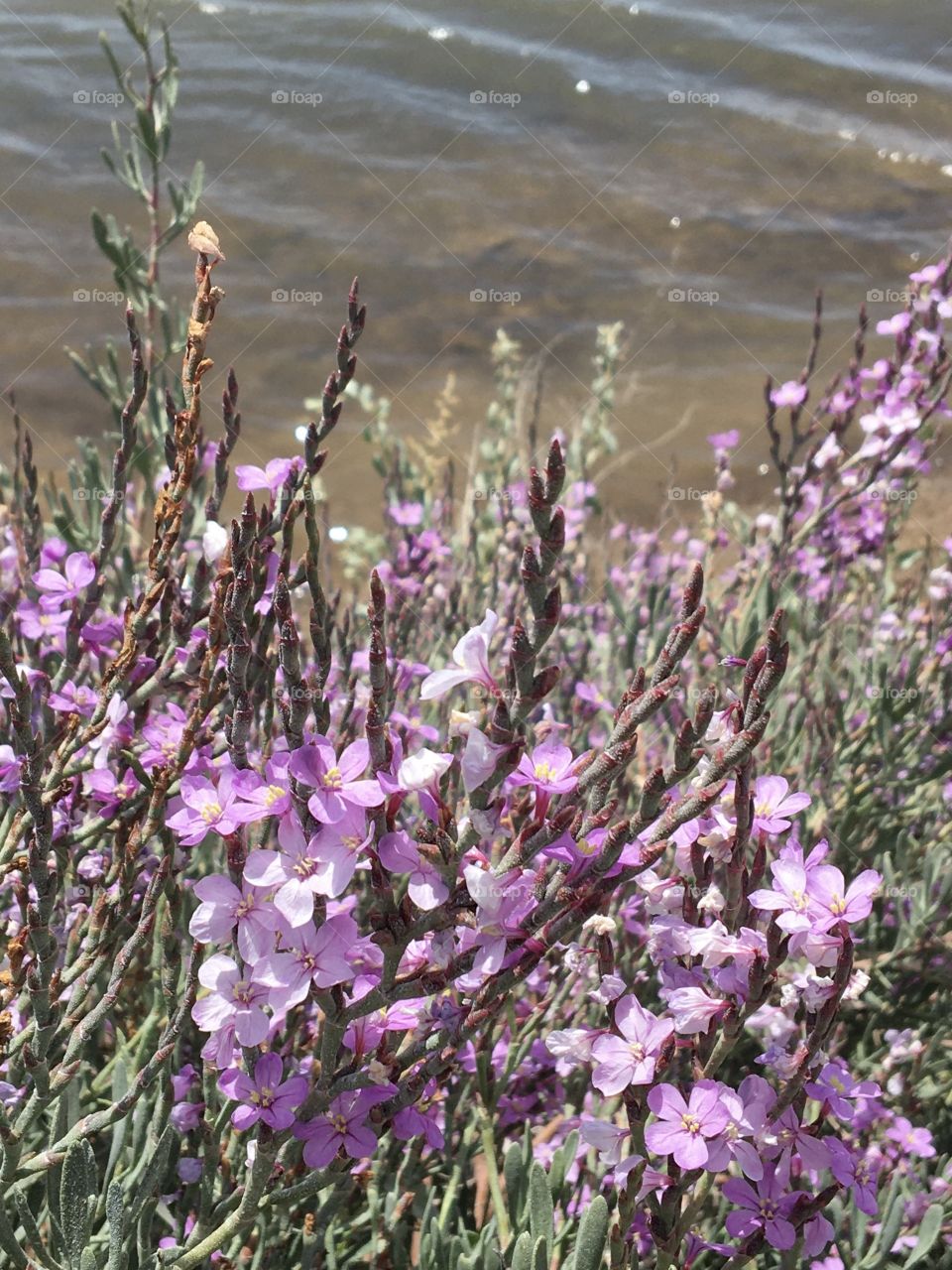 Sea lavender near salt marshes 