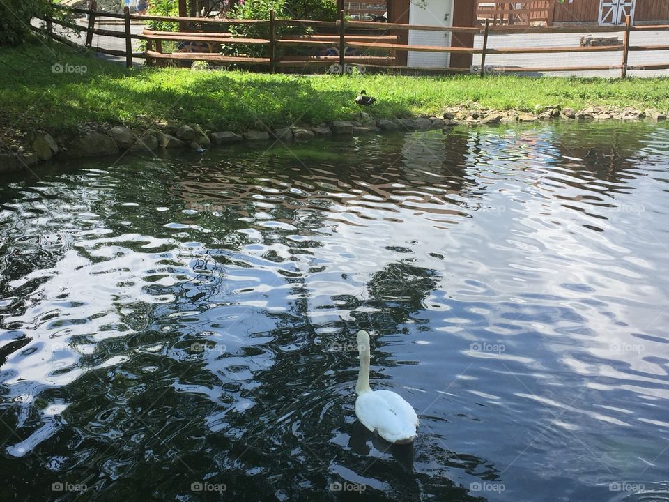 swan lake. 