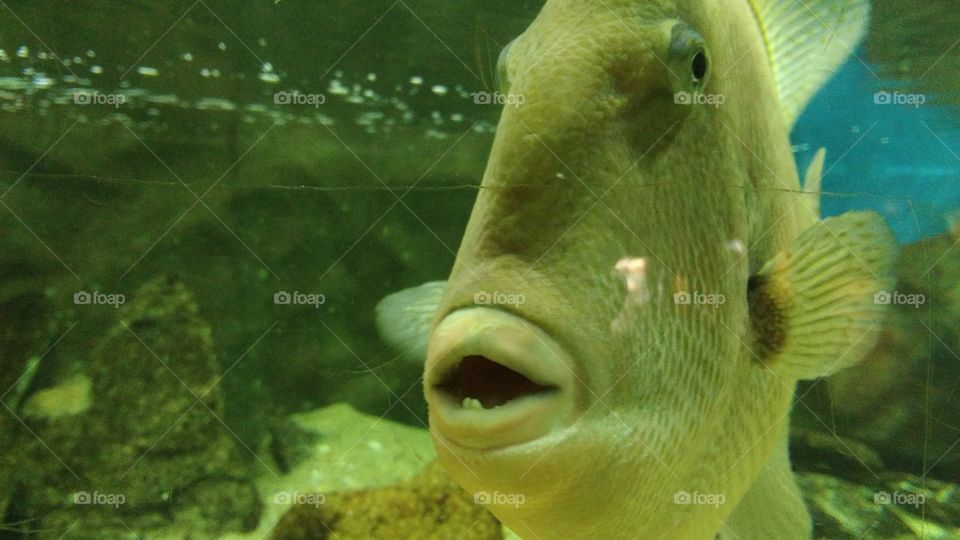 fish with two teeth