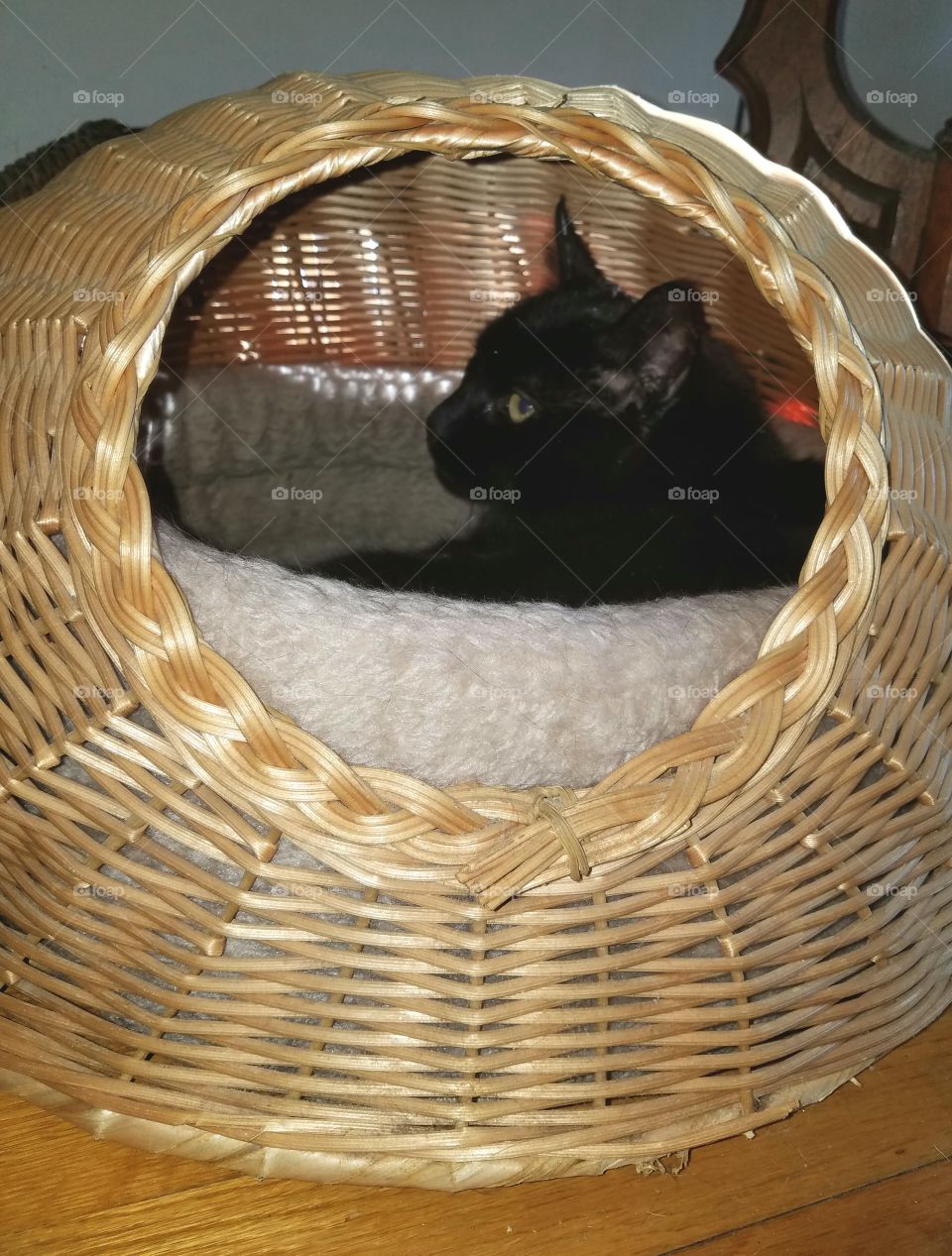 Black cat in wicker enclosed cat basket bed. Filtered sun.