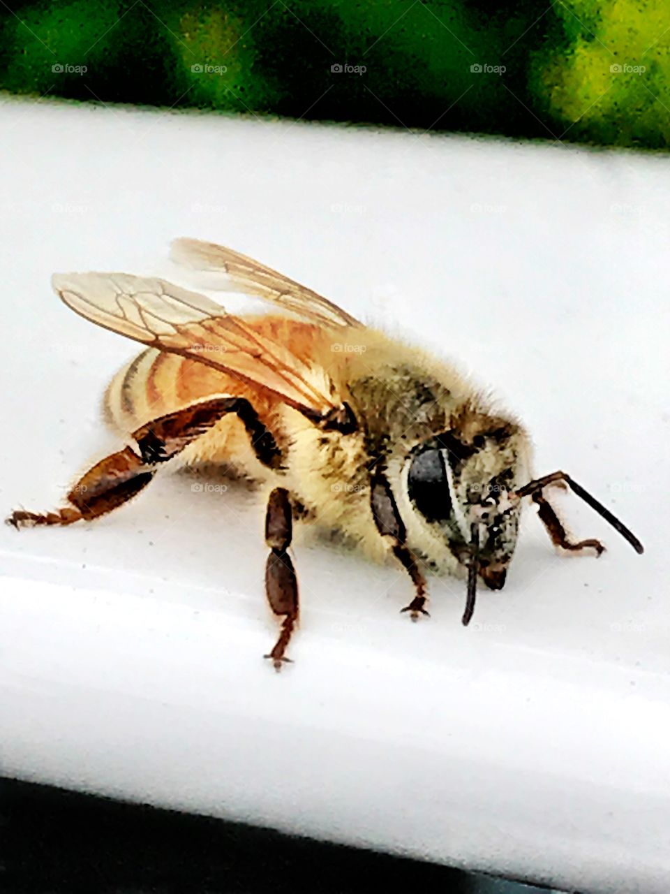 Bee on white background