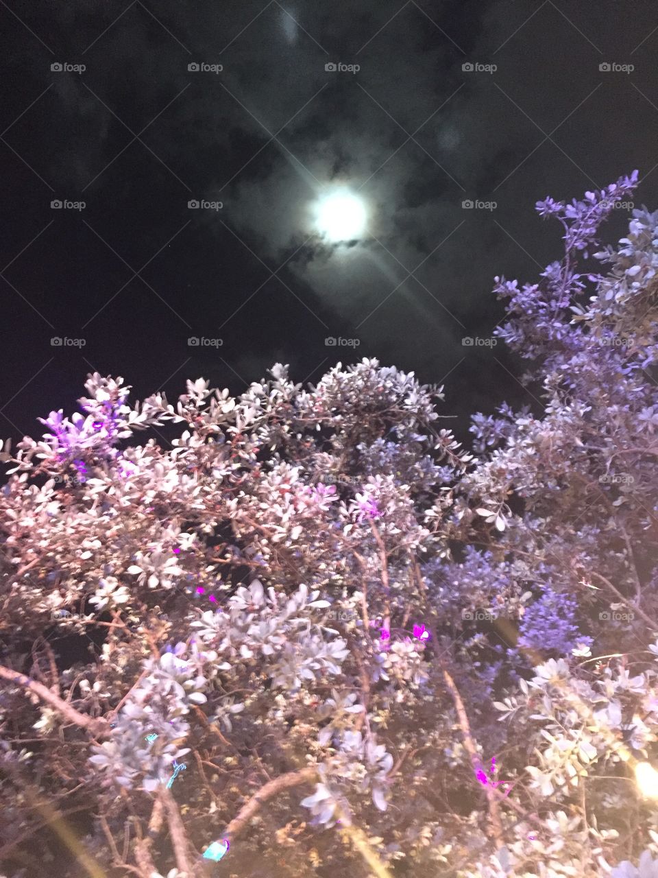 Moonlight over trees