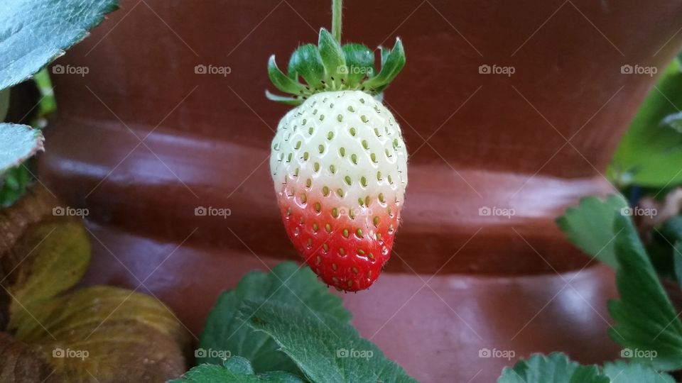 Growing strawberries