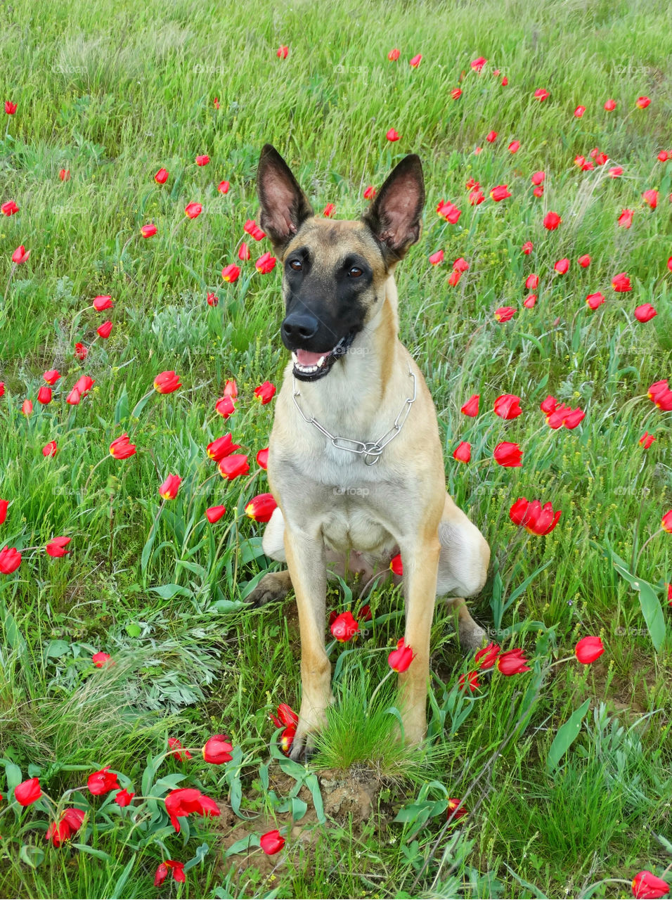 Belgian shepherd malinois dog and spring tulips 🌷