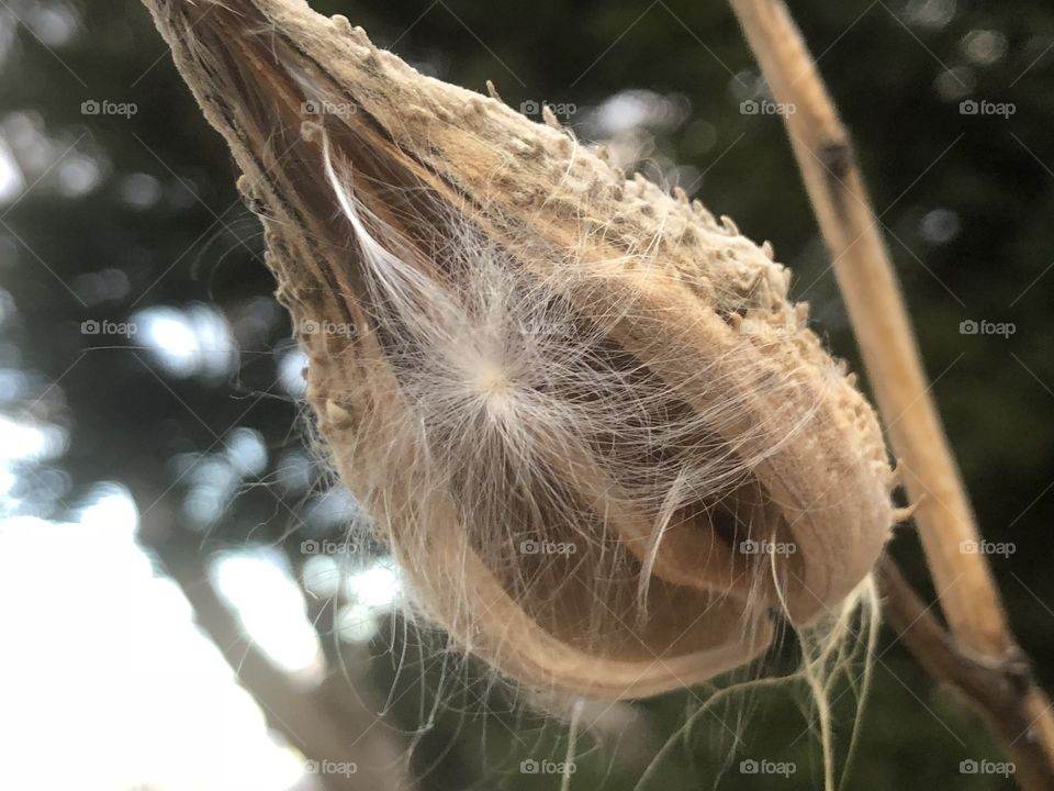A milkweed seed plant in fall time
