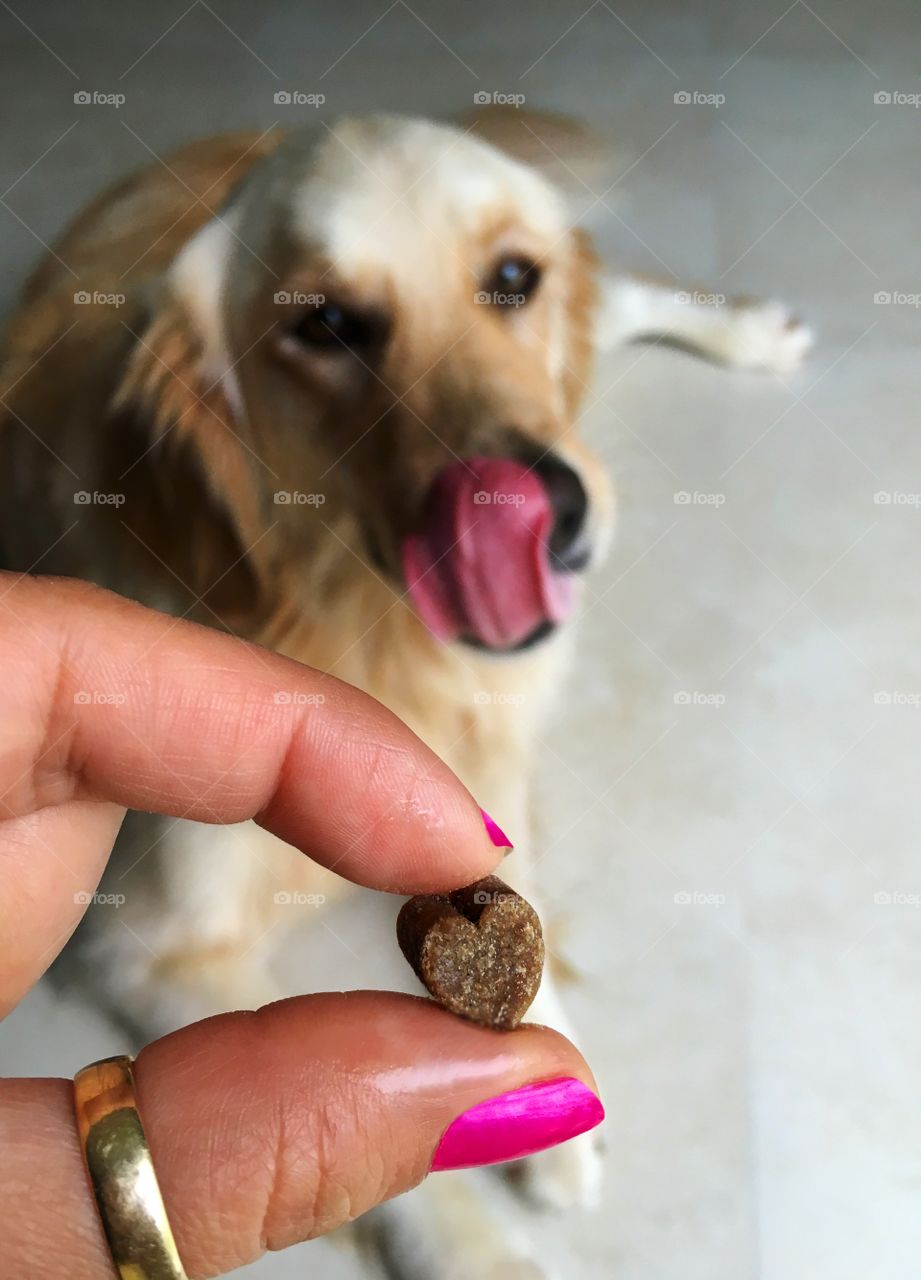 Sit, stay, good puppy!