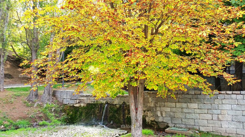 My favourite tree. It is my favourite tree in the part near my home. It is colors are beatiful and the sound of water next to it is so peac
