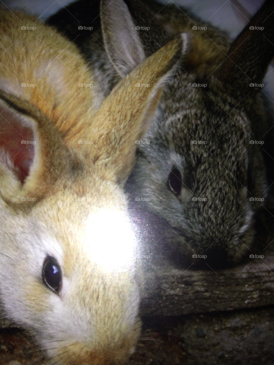 animals cute sweet animal by katrink