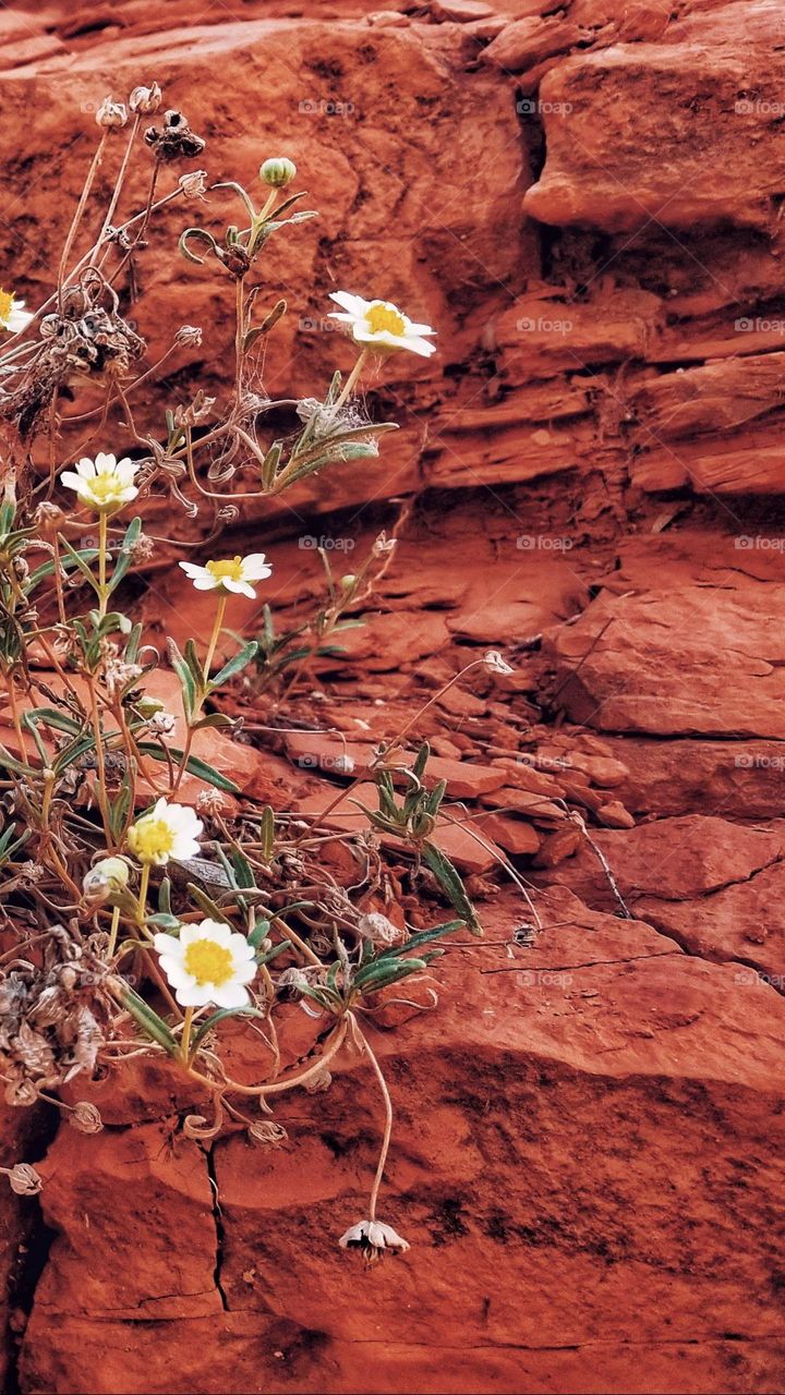 Close Up of the Red Rock of a Canyon Wall at Three Falls Cove in Texas with Flowers Growing from the Rock