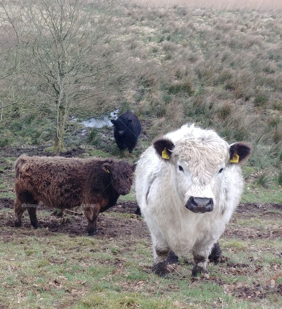 cow kuh bulle weide weiß beige. country mammal beef