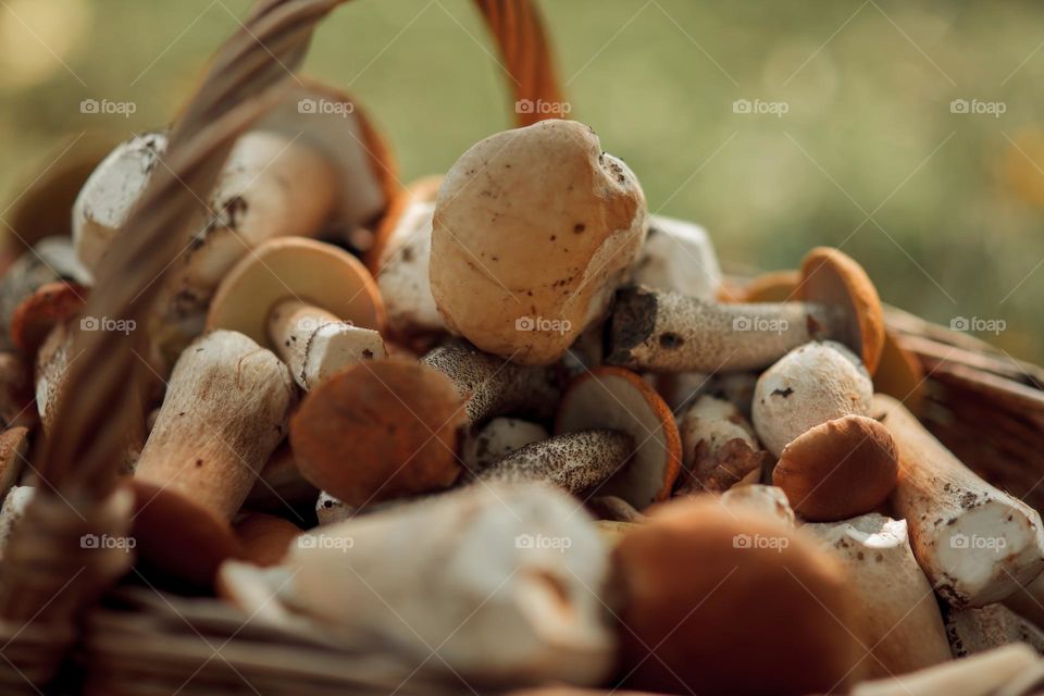 Mushrooms in a basket