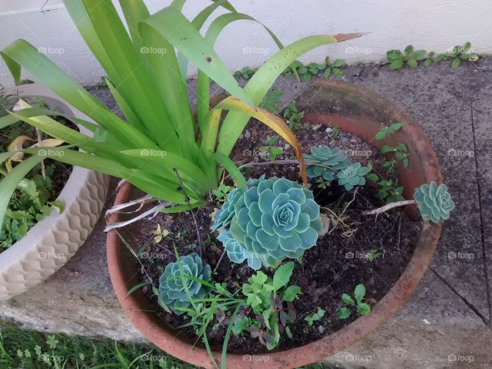 Flora, Garden, Leaf, Nature, Pot