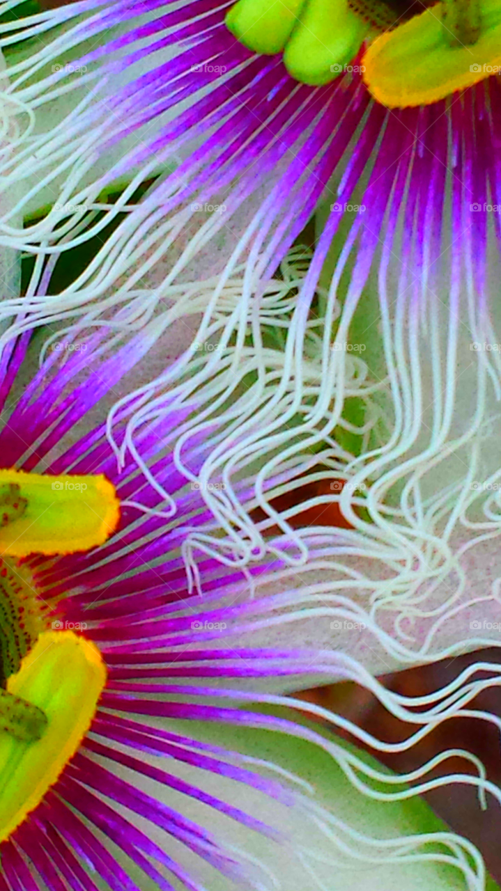 "Passion Flower Twins"