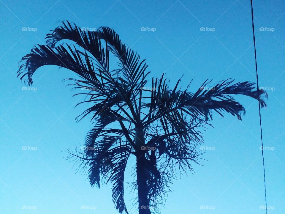 areca tree on a sunny morning
