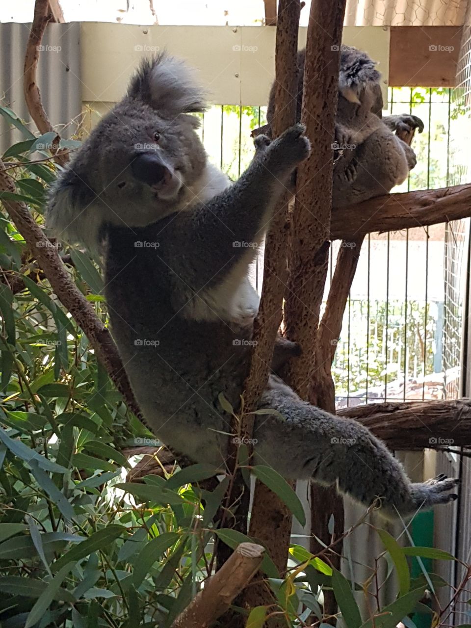 dopey koala