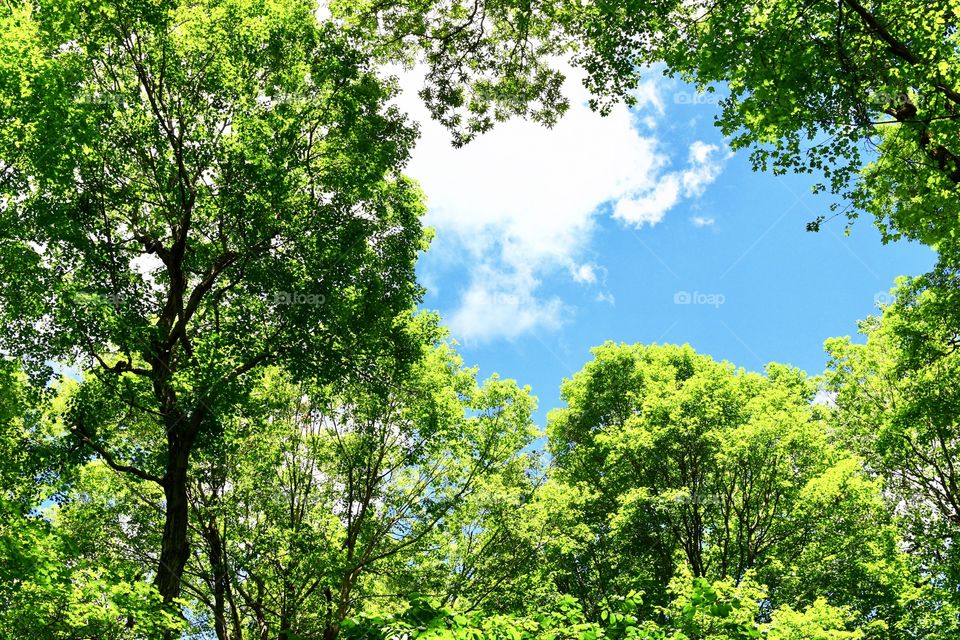 Hiking in the woods in Indiana 