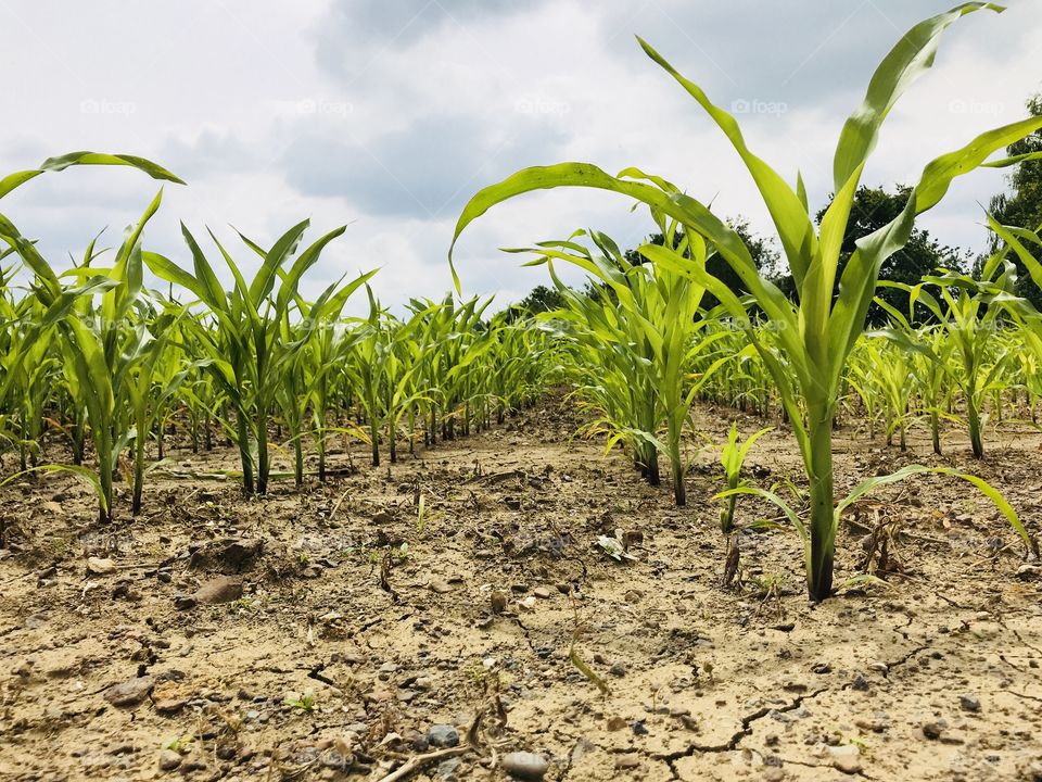 corn, field with corn, clouds and corn