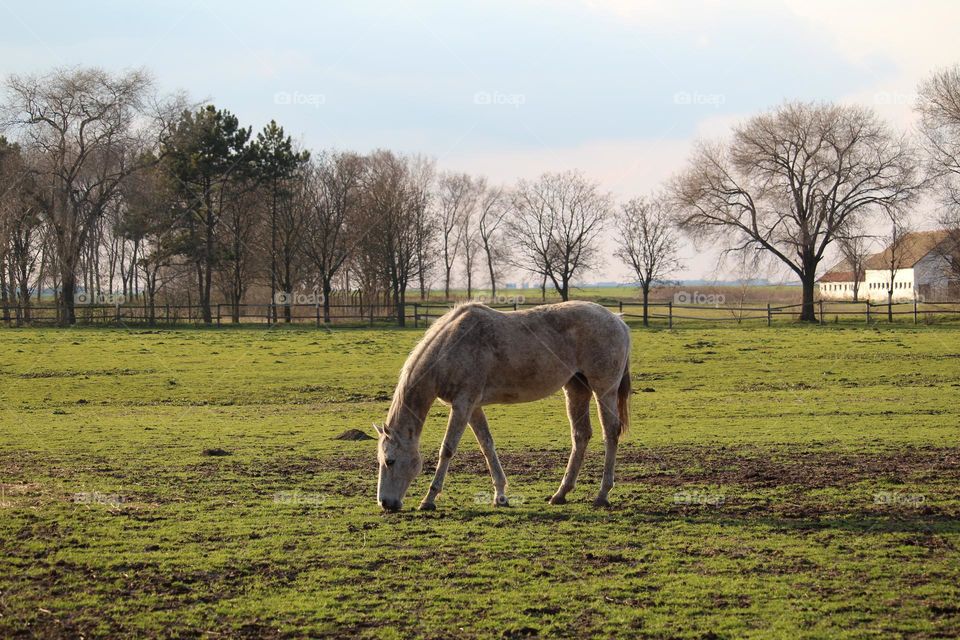 A horse grazing at the grass field