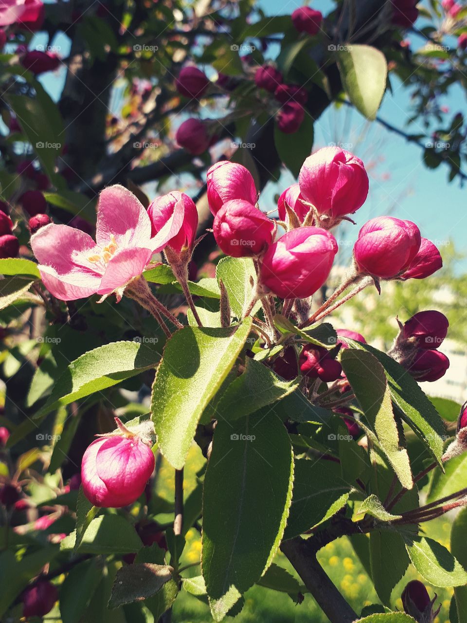 apple blossoms