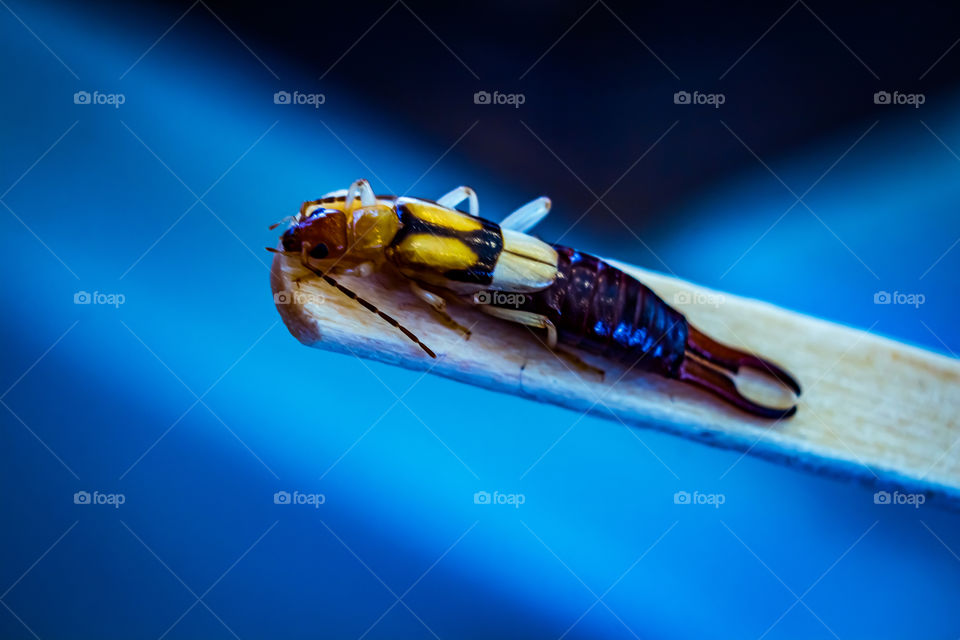 Calm and quiet Earwigs