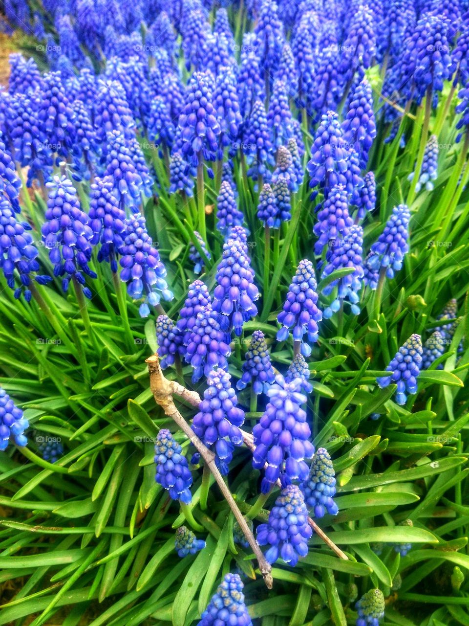 Top view of beautiful blooming flowers close up.  Purple flowers in garden