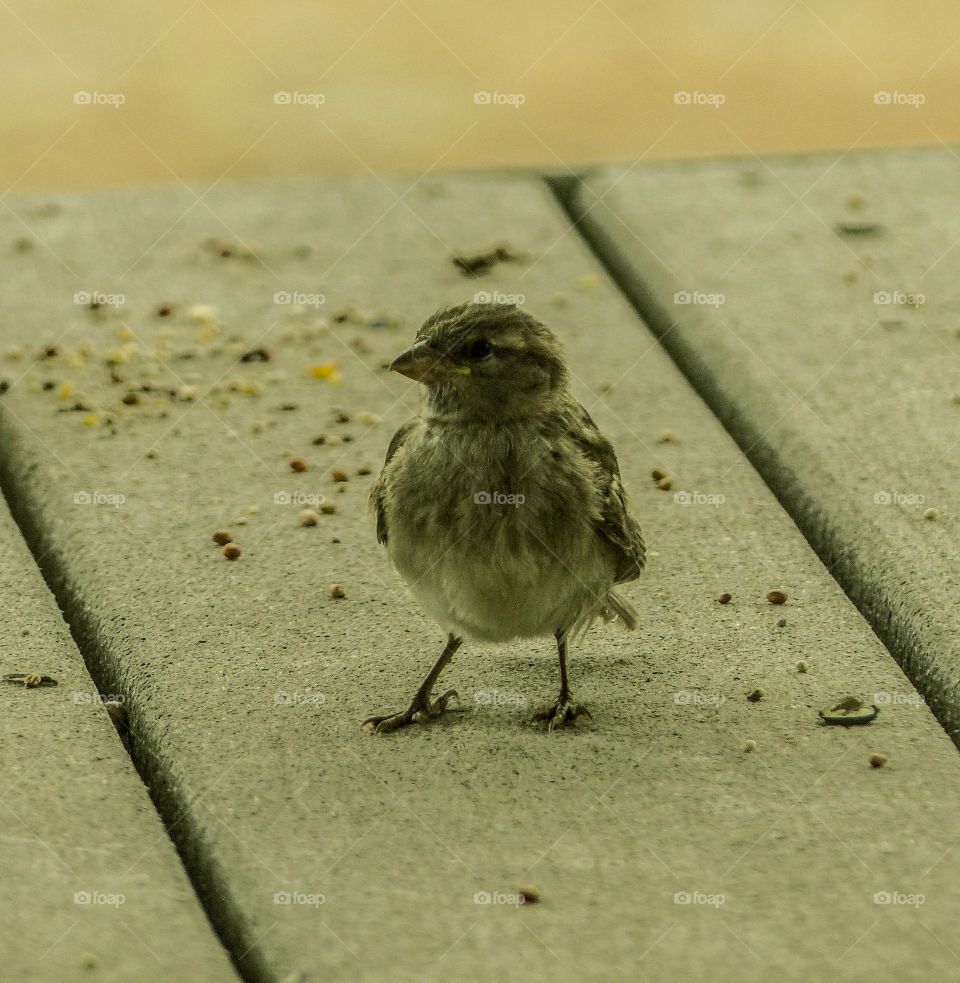 Close-up of a small sparrow