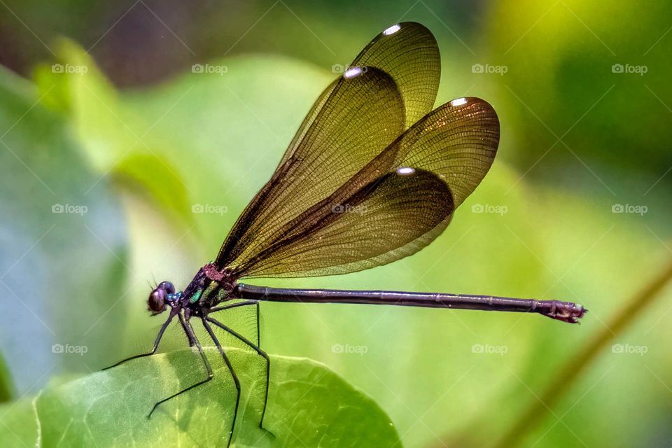 A delicate female Ebony Jewelwing shows of her tinted wings. 