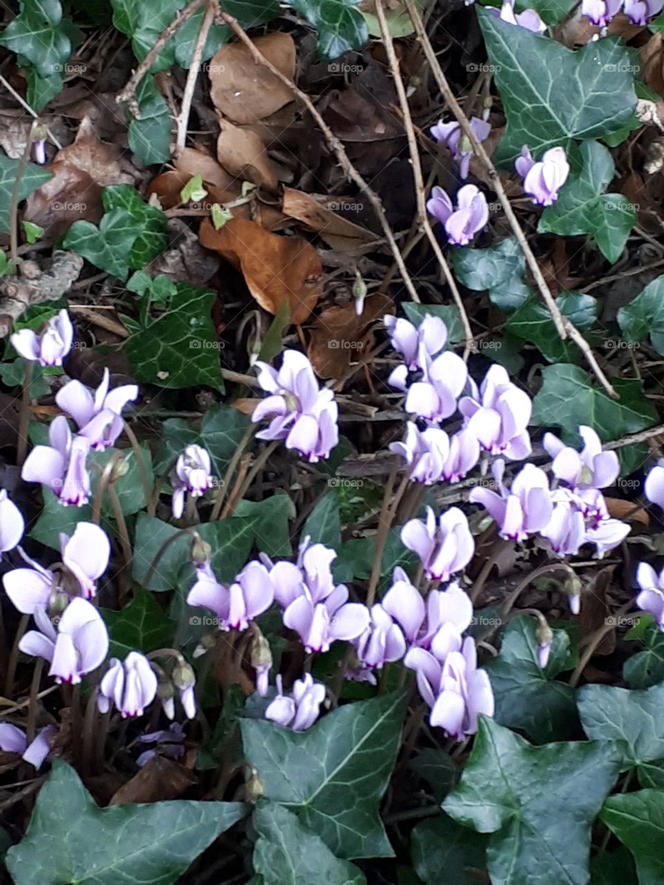 Wild Cyclamen Flowers