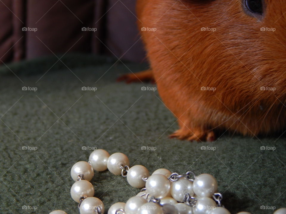 Ginger and his Pearls