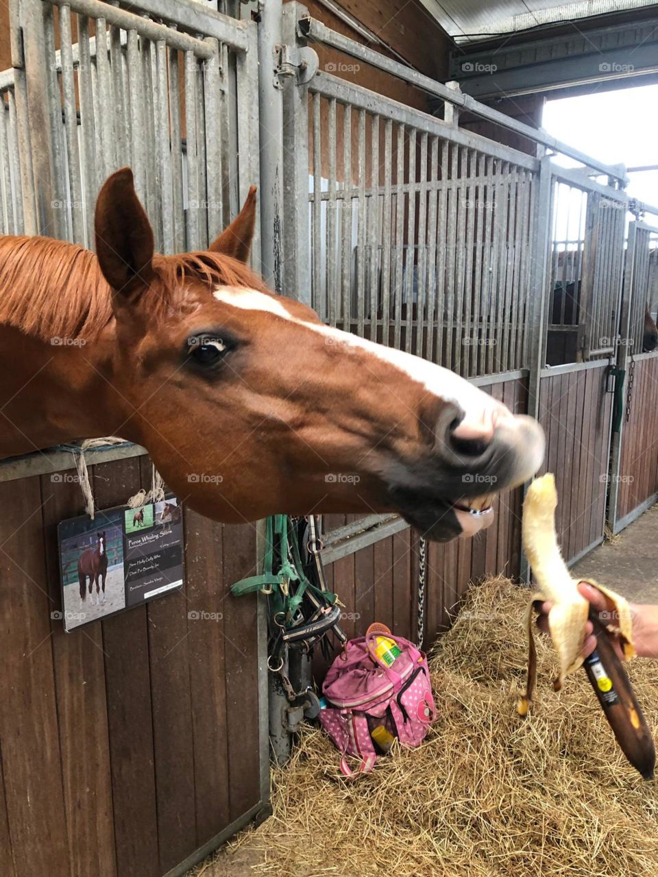 Horse Loves Banana