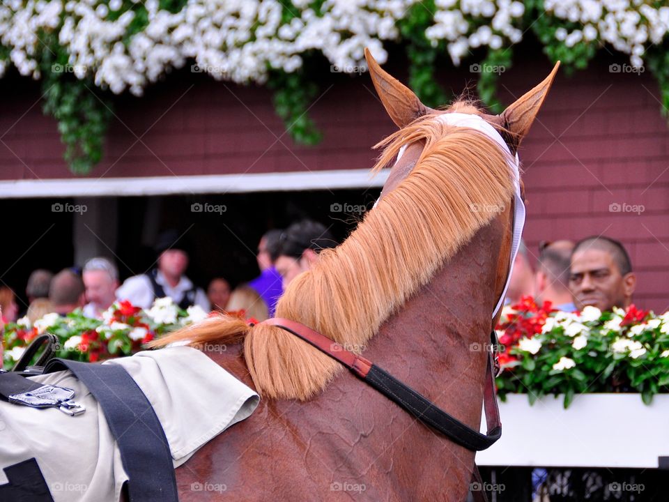 All included. The  beautiful and unusual Flaxen chestnut "All Included" shown here in the Saratoga winner's circle. Loves the turf.  