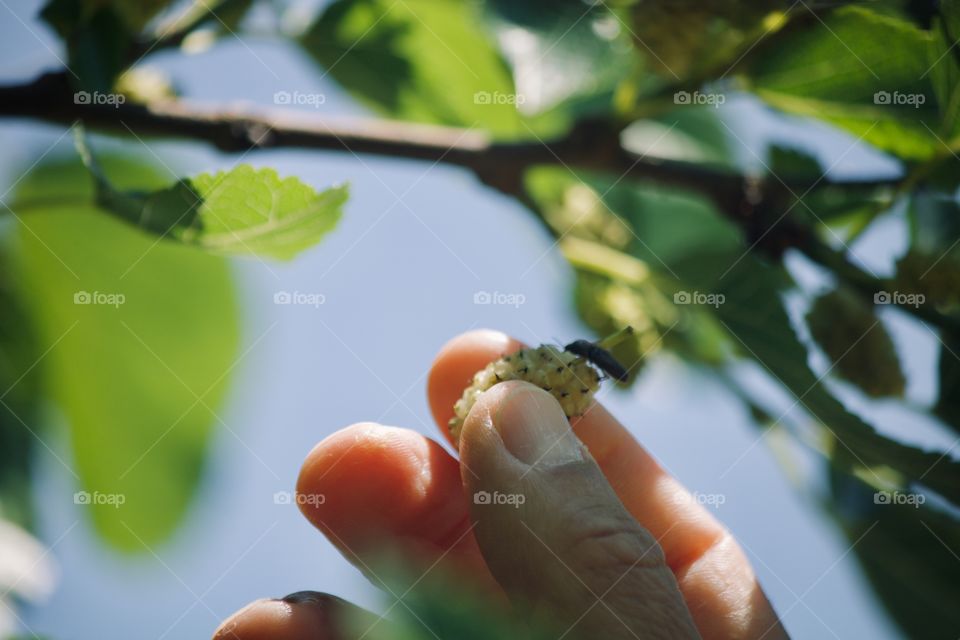 Picking white mulberries 